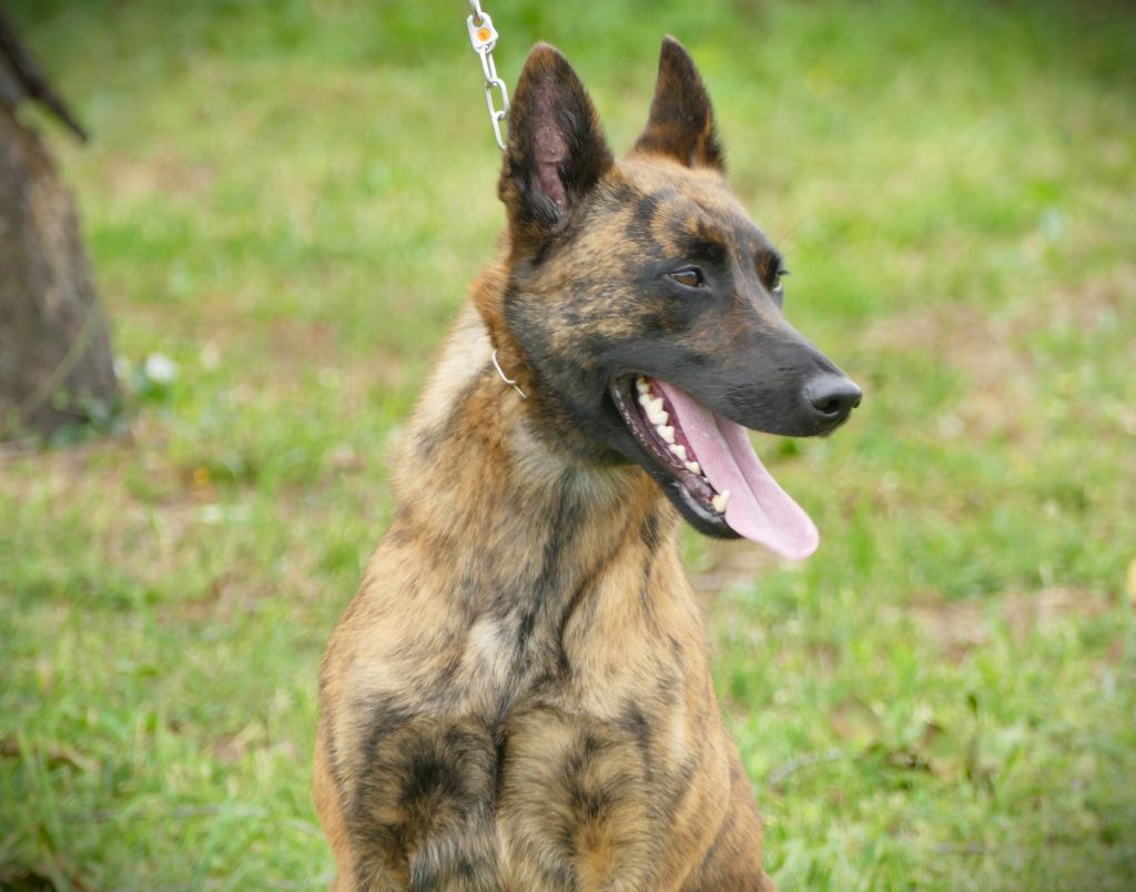 Sequoia de la Pommeraie des Loups