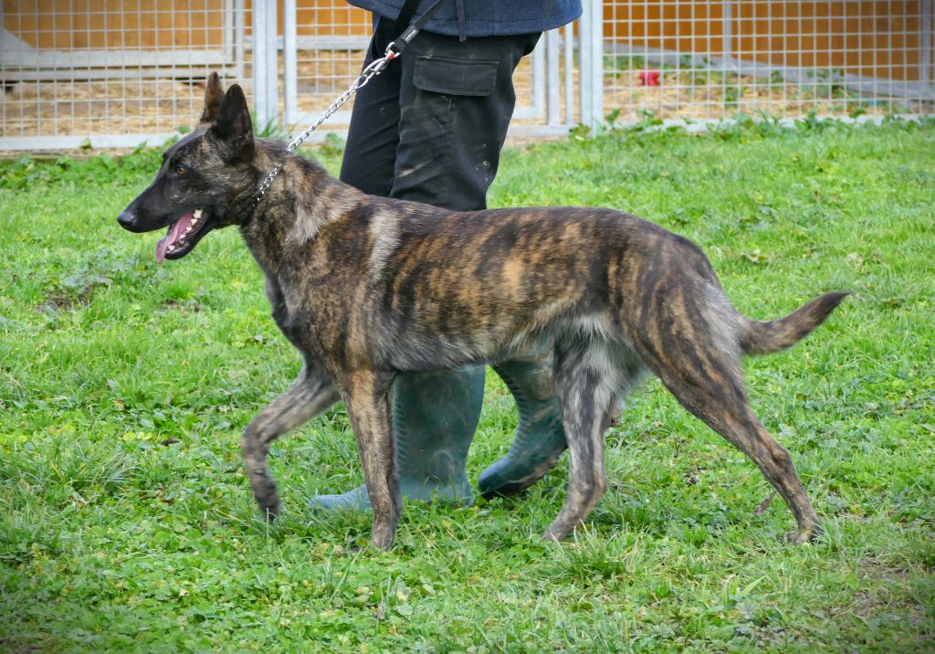 Nerdreaas torborg wapini von folge