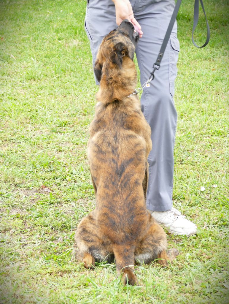 Sequoia de la Pommeraie des Loups