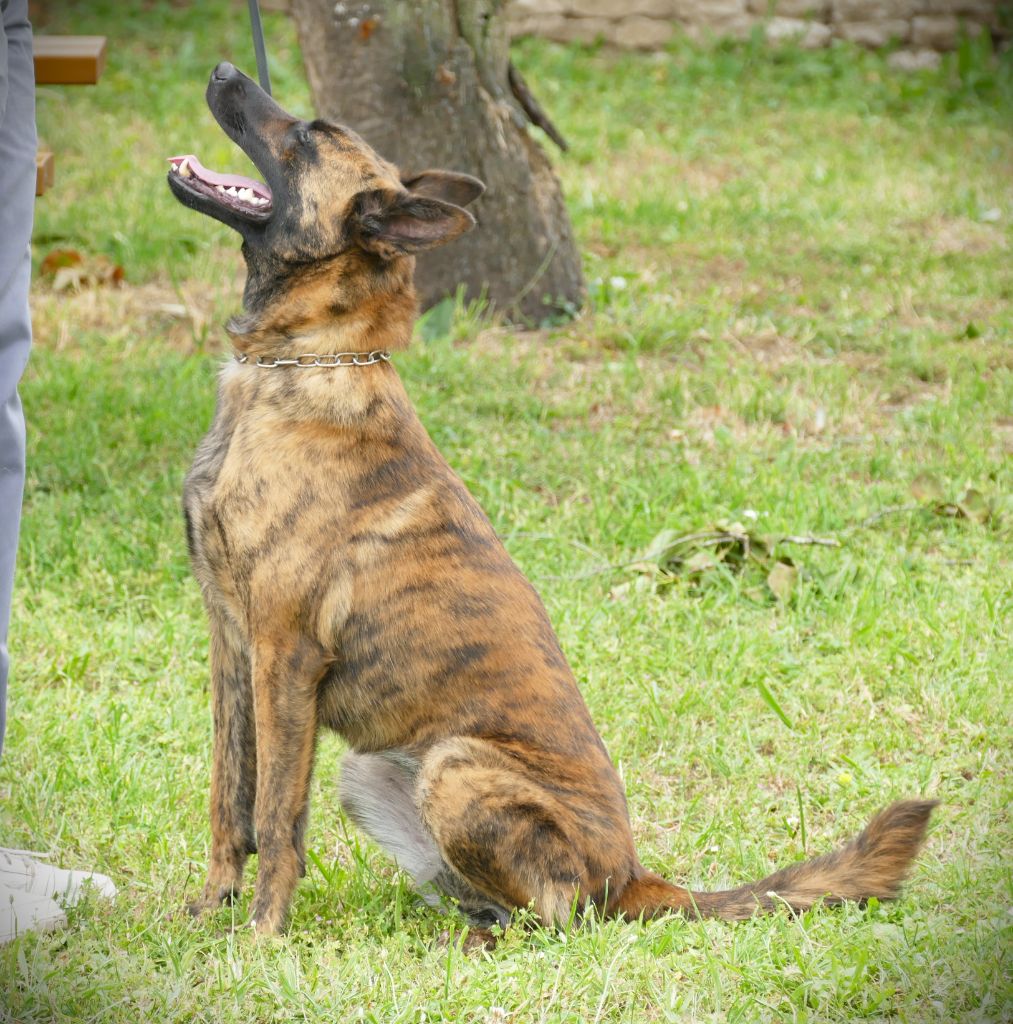 Sequoia de la Pommeraie des Loups