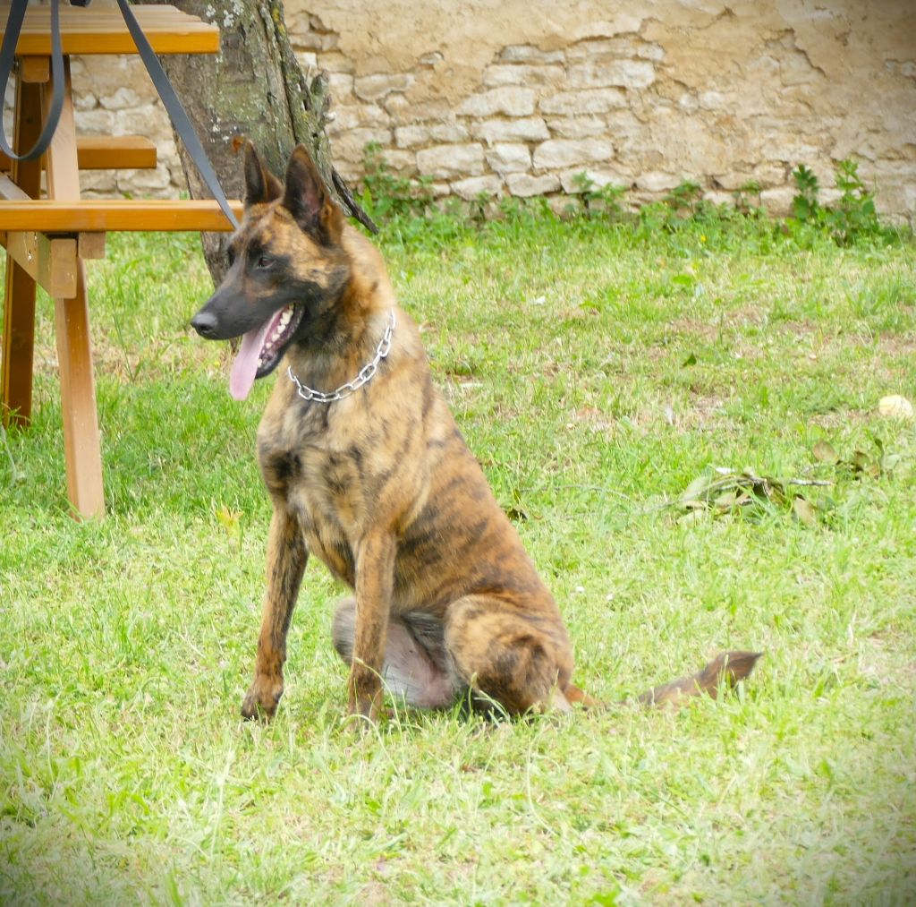 Sequoia de la Pommeraie des Loups