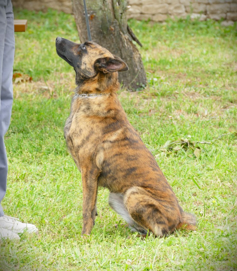 Sequoia de la Pommeraie des Loups