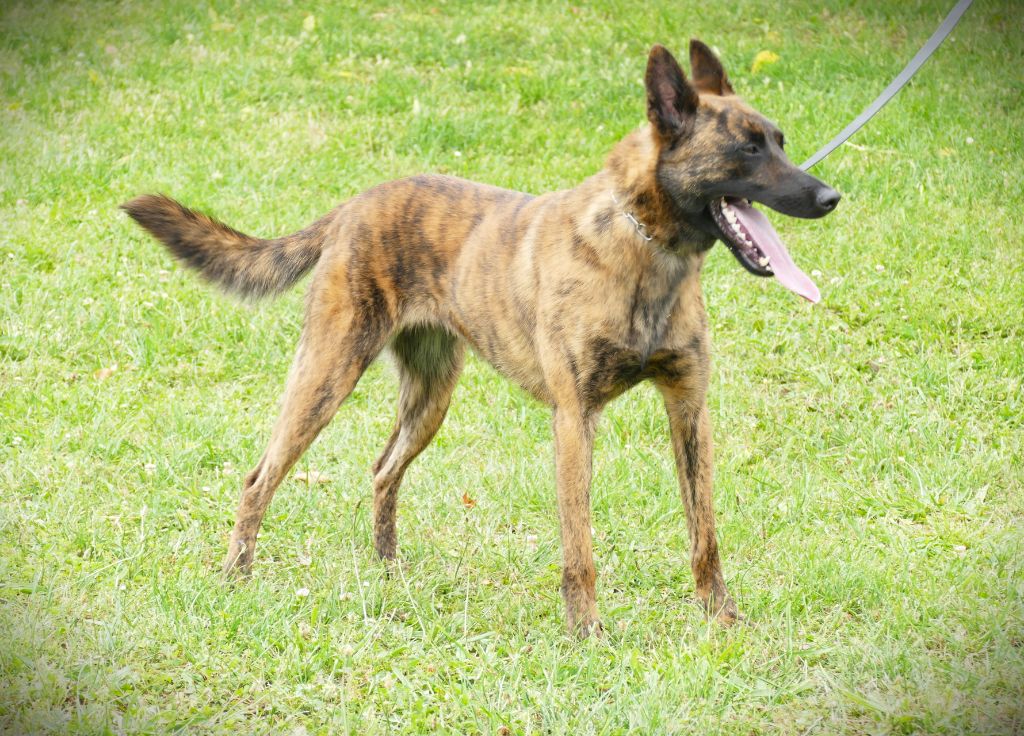 Sequoia de la Pommeraie des Loups