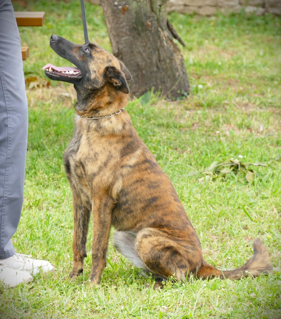 Sequoia de la Pommeraie des Loups