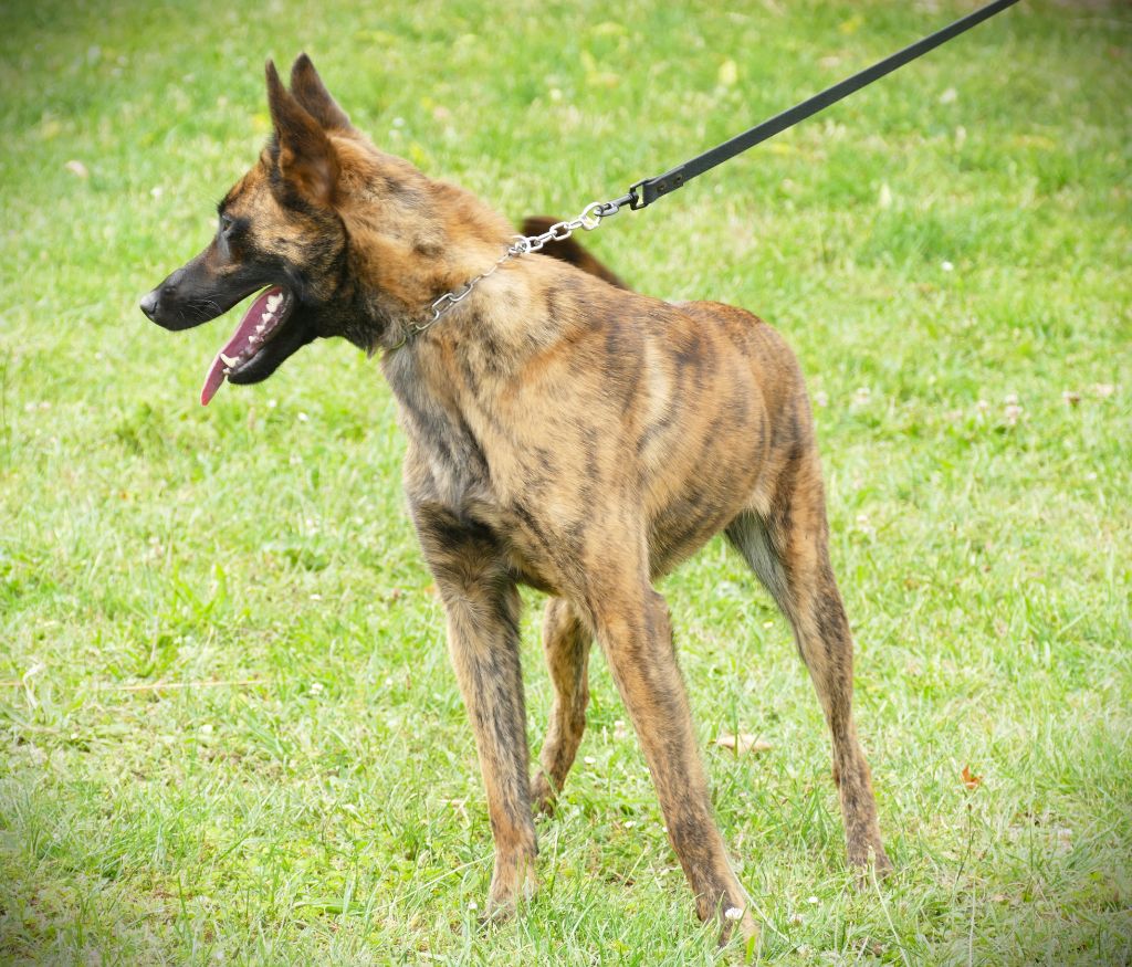 Sequoia de la Pommeraie des Loups