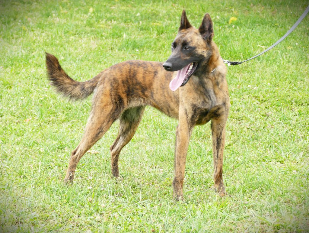 Sequoia de la Pommeraie des Loups