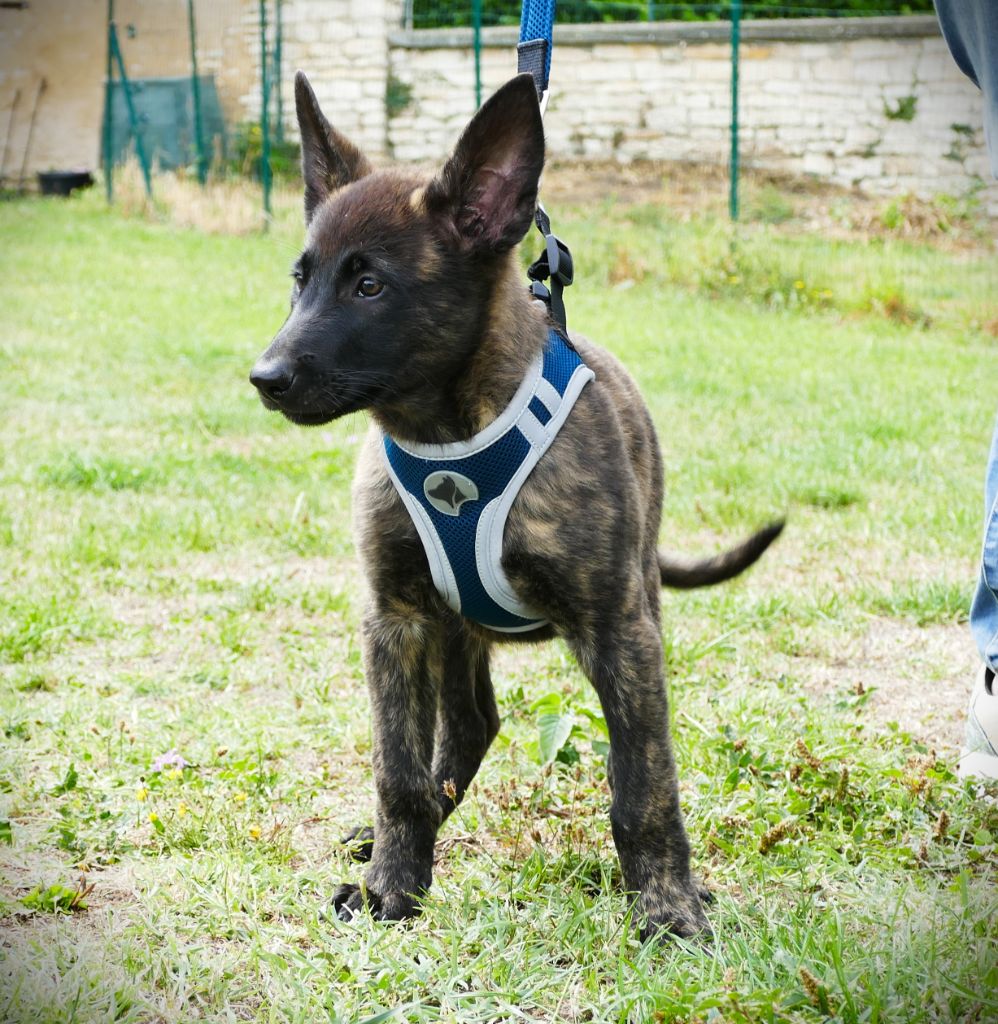 de la Pommeraie des Loups - Chiots disponibles - Berger hollandais
