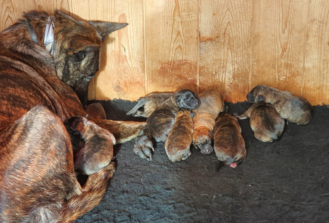 de la Pommeraie des Loups - Chiots disponibles - Berger hollandais