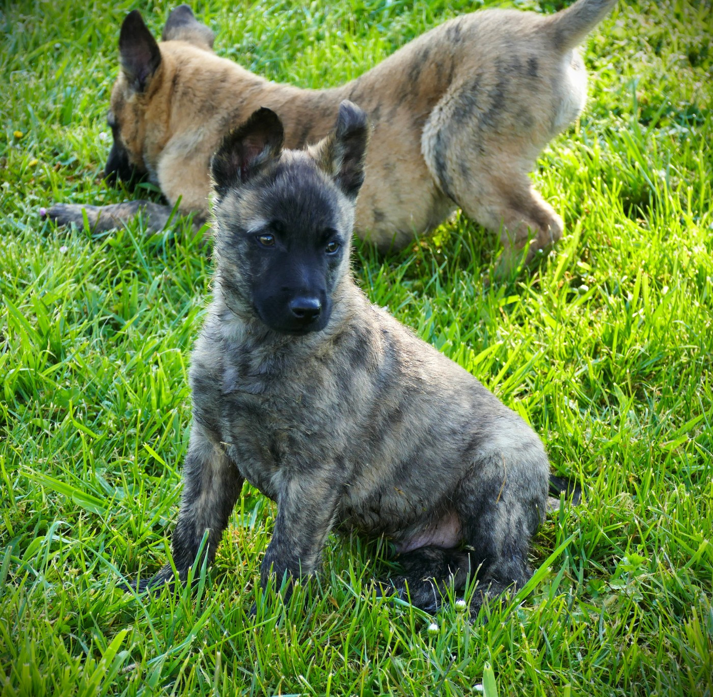 de la Pommeraie des Loups - Chiots disponibles - Berger hollandais