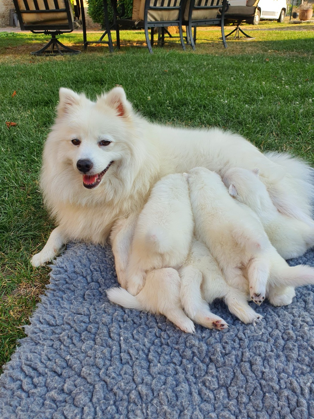 de la Pommeraie des Loups - Chiots disponibles - Spitz japonais