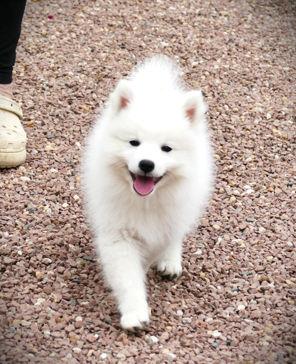 de la Pommeraie des Loups - Chiots disponibles - Spitz japonais