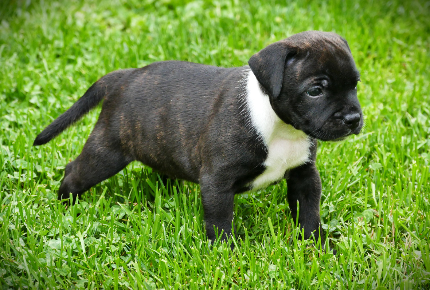 de la Pommeraie des Loups - Chiots disponibles - Staffordshire Bull Terrier