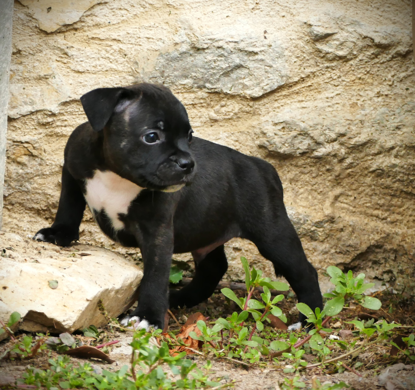 de la Pommeraie des Loups - Chiots disponibles - Staffordshire Bull Terrier
