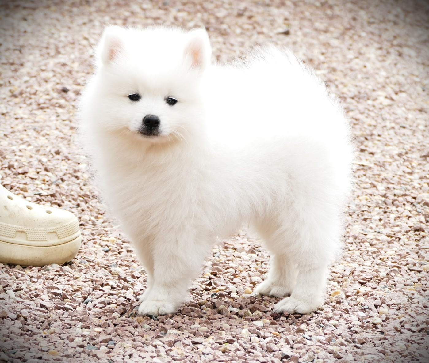 de la Pommeraie des Loups - Chiots disponibles - Spitz japonais