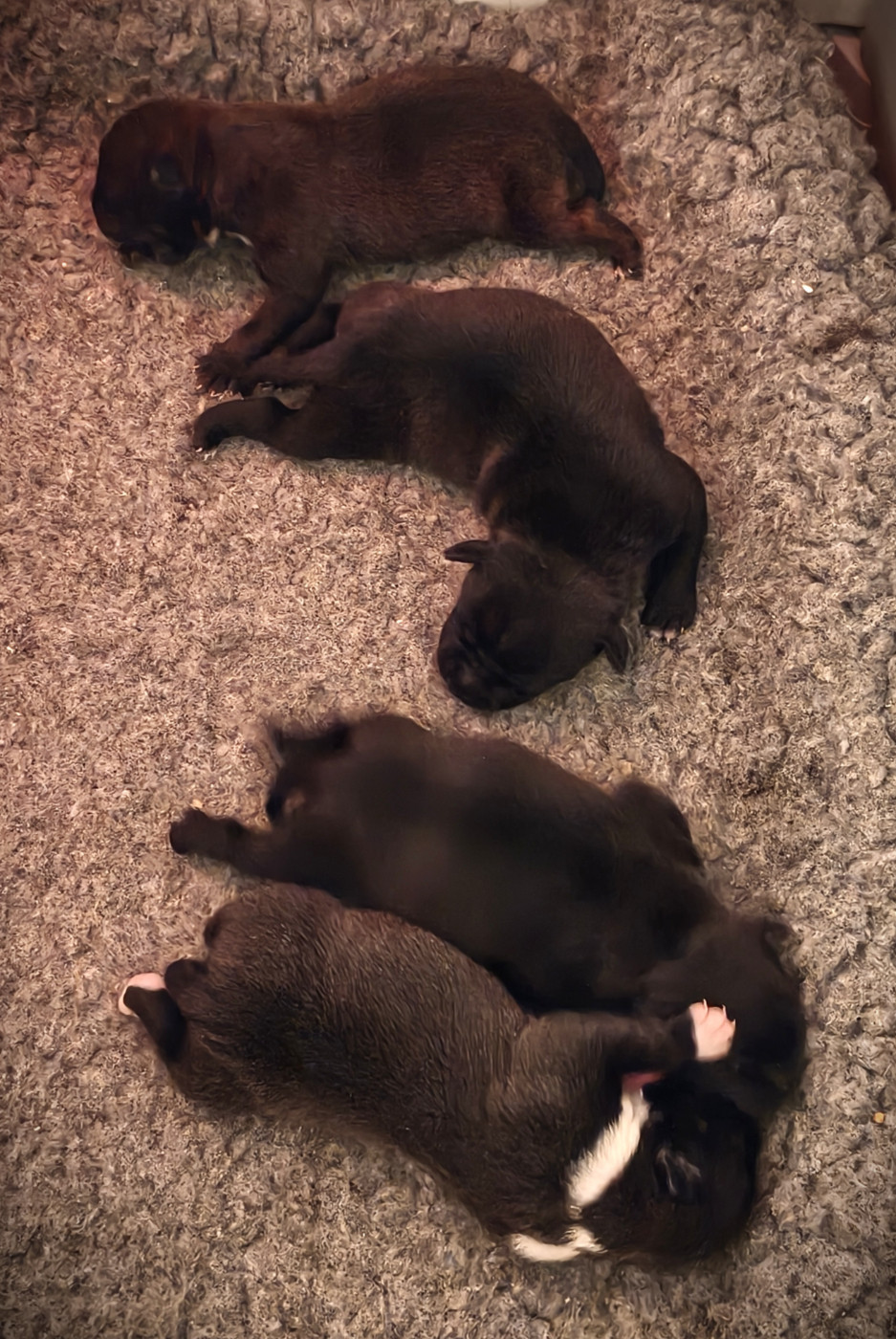 de la Pommeraie des Loups - Chiots disponibles - Staffordshire Bull Terrier