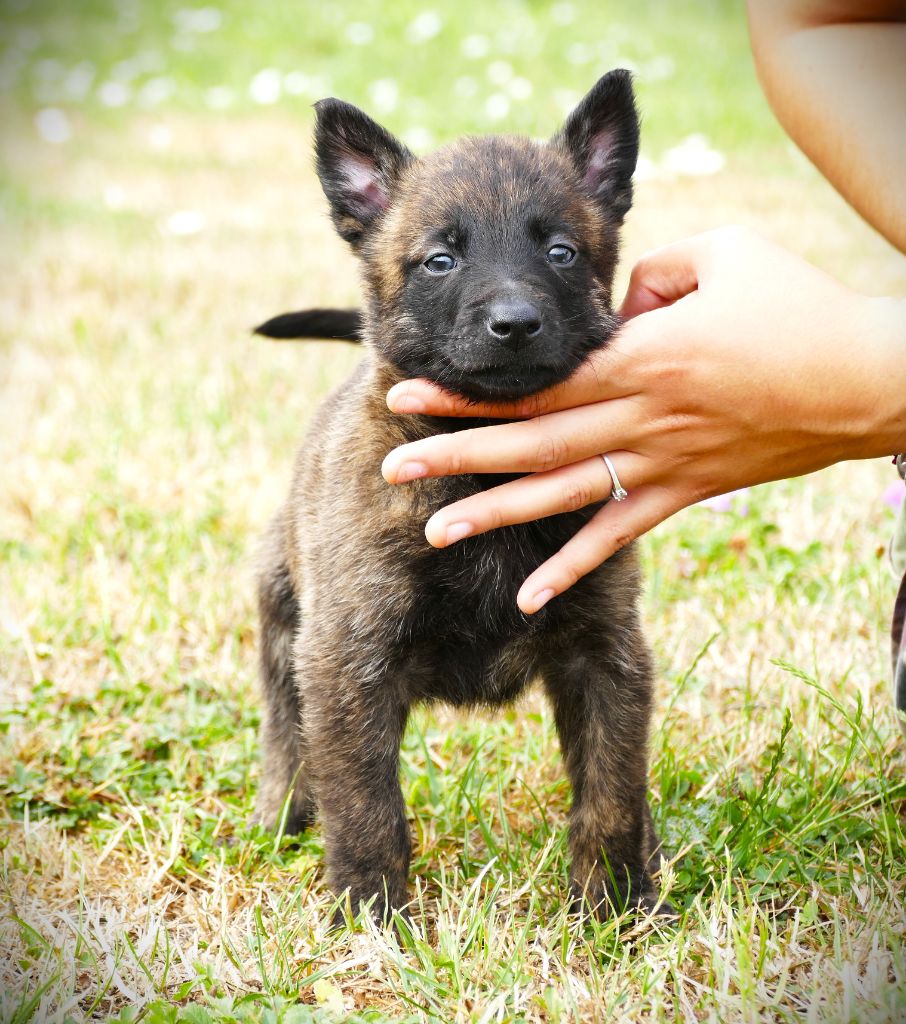 de la Pommeraie des Loups - Chiots disponibles - Berger hollandais