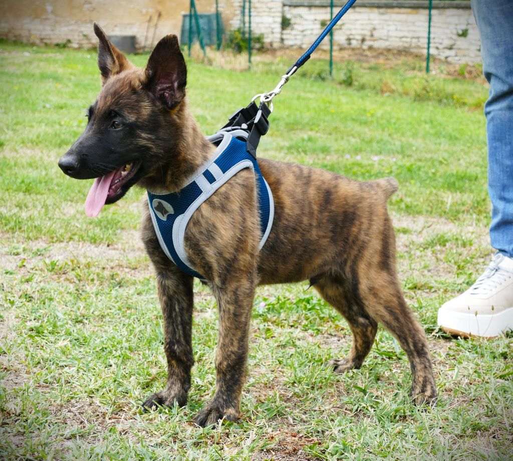 de la Pommeraie des Loups - Chiots disponibles - Berger hollandais