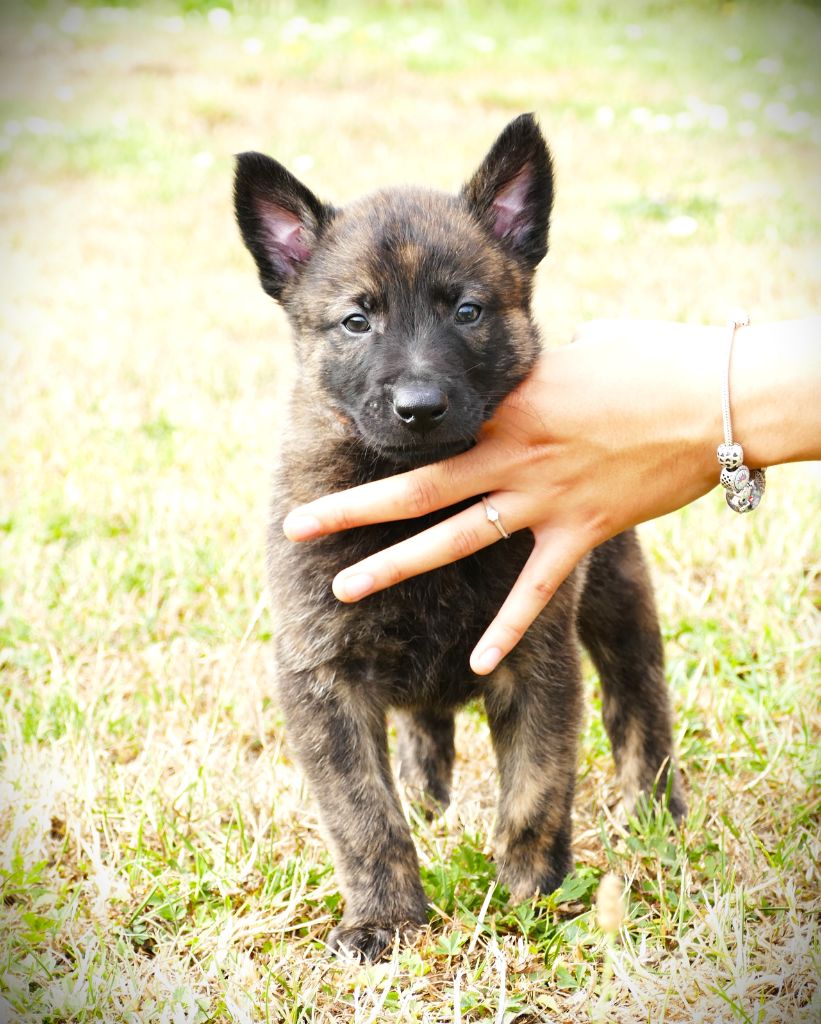 de la Pommeraie des Loups - Chiots disponibles - Berger hollandais