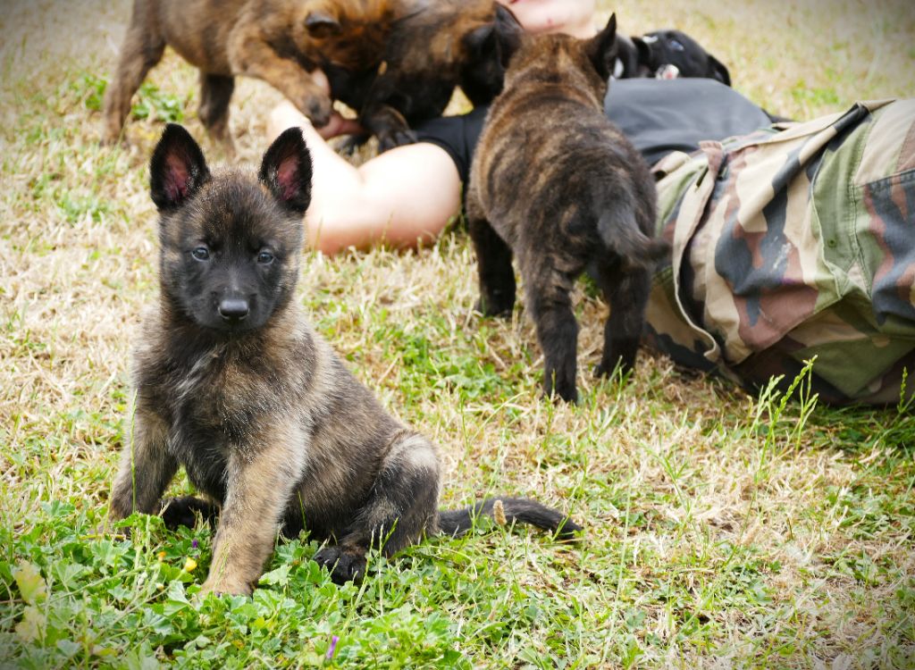 de la Pommeraie des Loups - Chiots disponibles - Berger hollandais