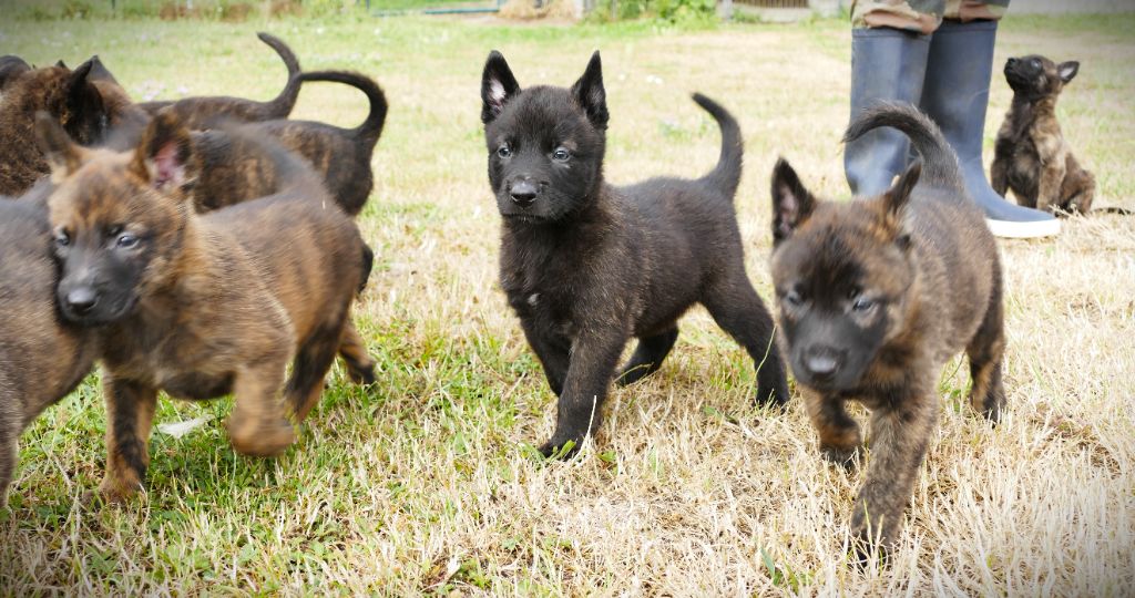 de la Pommeraie des Loups - Chiots disponibles - Berger hollandais
