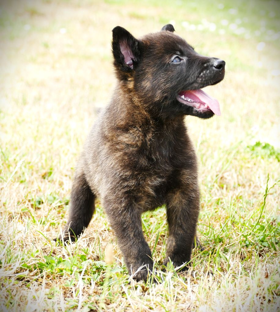 de la Pommeraie des Loups - Chiots disponibles - Berger hollandais