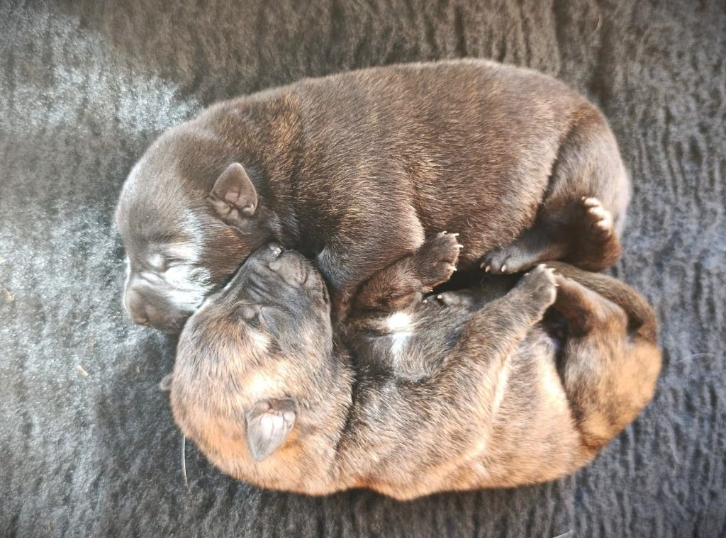 de la Pommeraie des Loups - Chiots disponibles - Berger hollandais